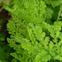 Tanacetum vulgare 'Crispum' feuille